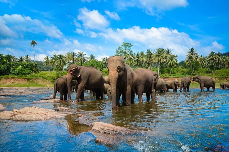 Tour Du Lịch Sri Lanka 6 Ngày 5 Đêm: Hà Nội - Colombo - Kandy - Nuwara Elyia Bay Vietnam Airlines