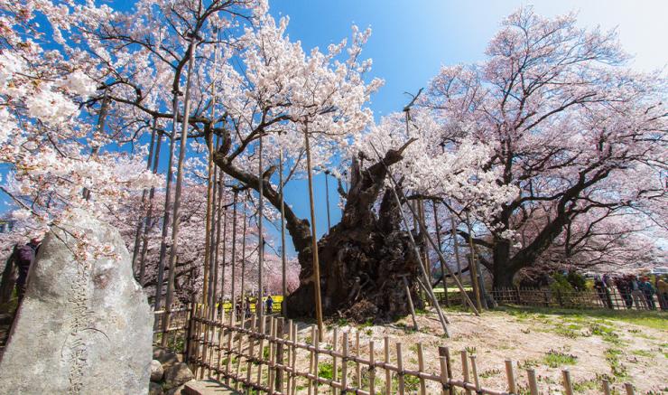 Yamataka Jindai Sakura
