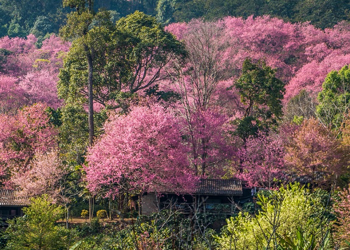 Rừng đào ở Chiang Mai