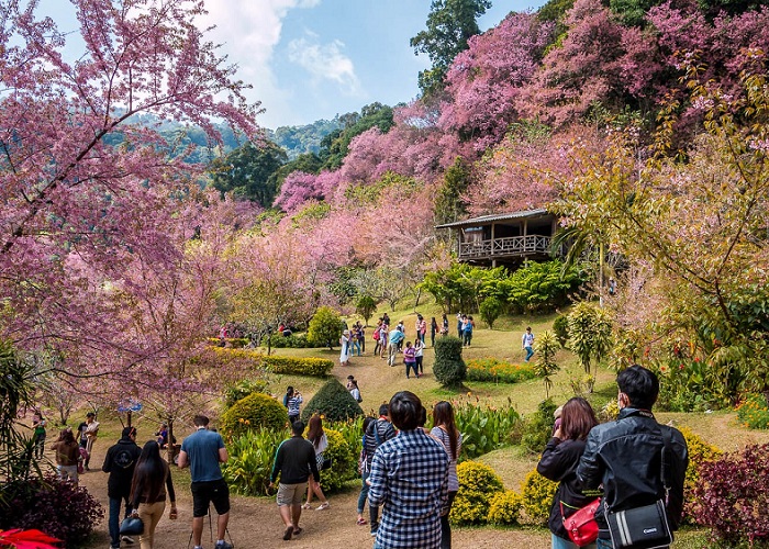 Rừng đào ở Chiang Mai