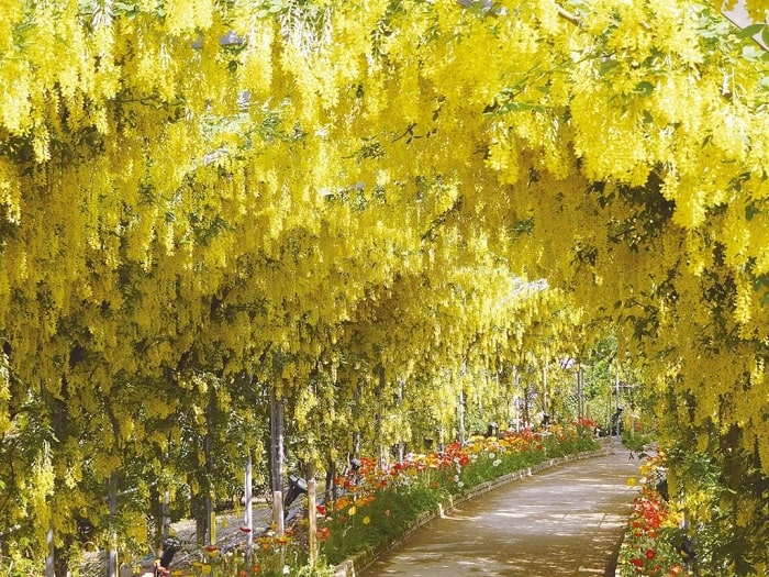 Hoa vàng rực rỡ