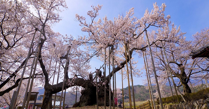 Jindai Zakura – cây anh đào vĩ đại nhất Nhật Bản 