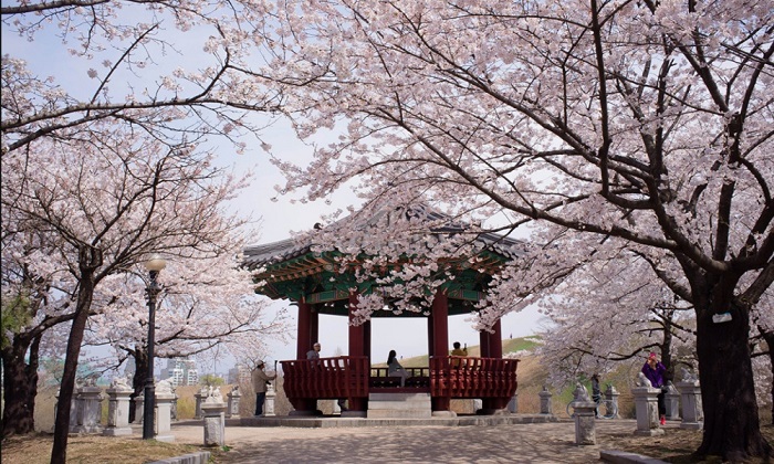 Mùa hoa anh đào công viên Yeouido