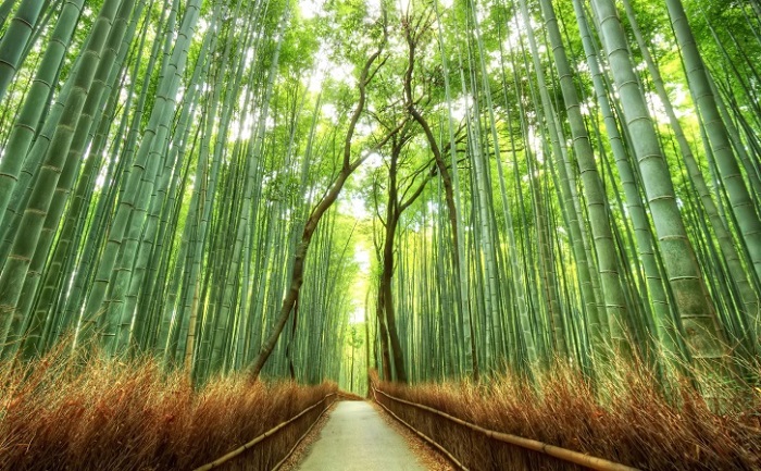 Lạc bước tại rừng tre hàng triệu cây thẳng tắp Arashiyama