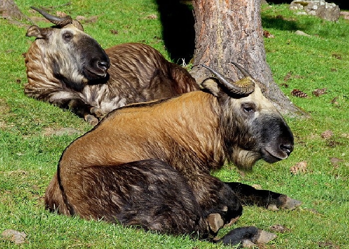takin