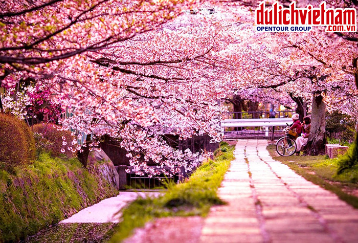 Con đường Yunjunro trong công viên Yeouido