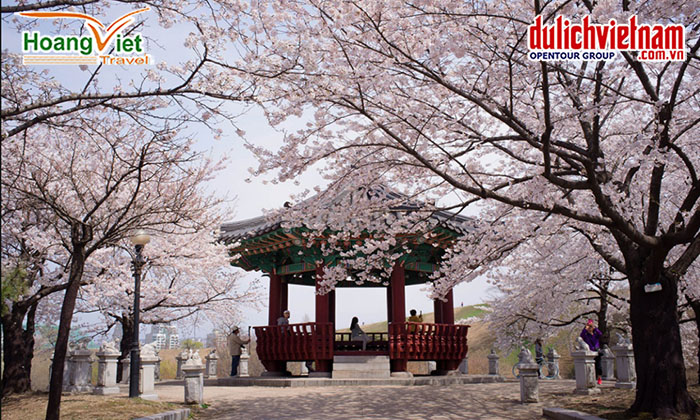 Hoa anh đào tại Công viên Yeouido