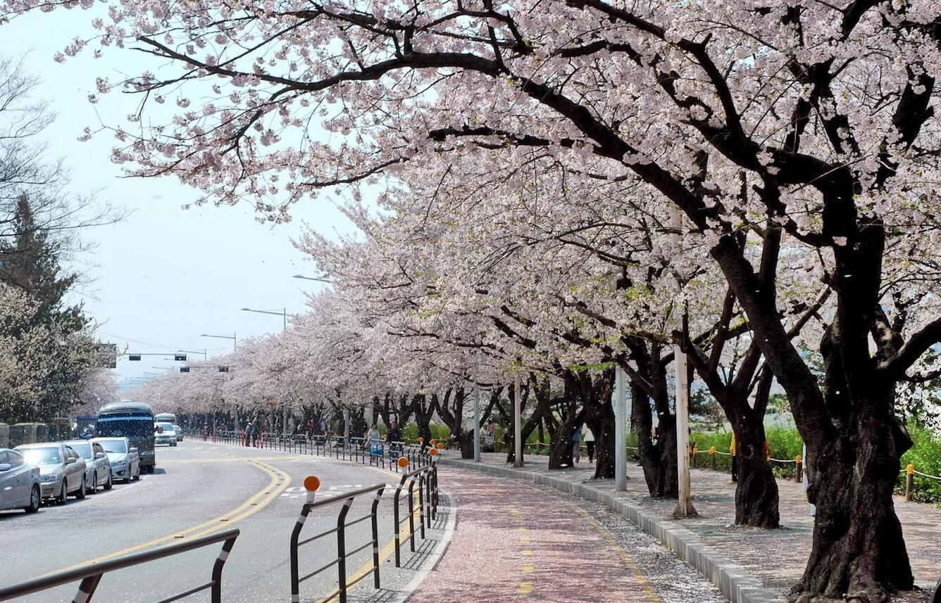 hoa anh đào seoul
