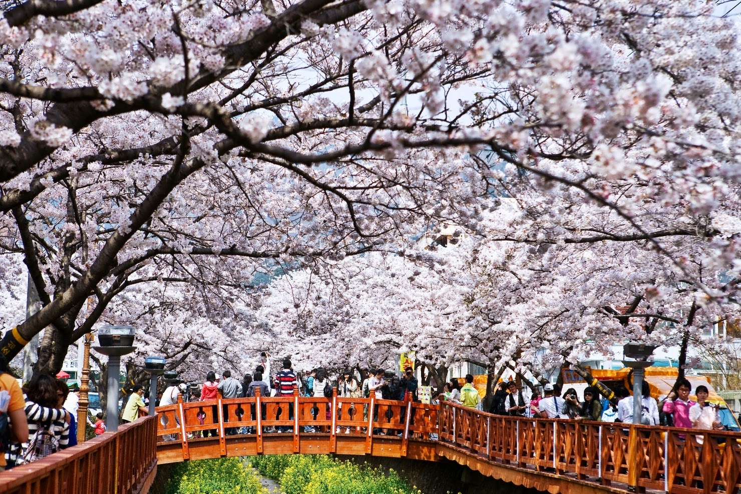 Hoa anh đào tại yeouido