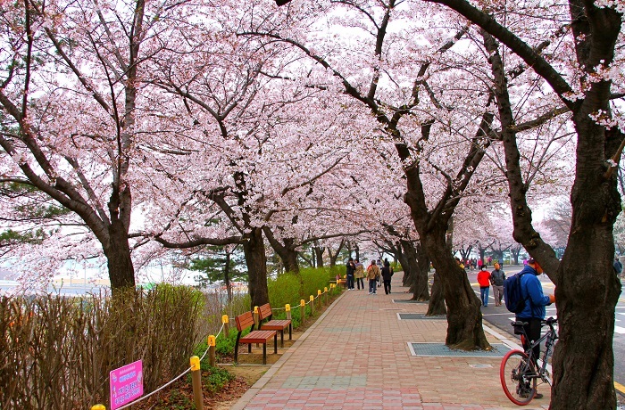 Công viên Yeouido mỗi độ xuân về Công viên Yeouido mỗi độ xuân về