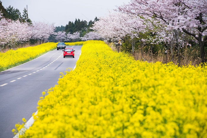 vẻ-đẹp-đảo-jeju