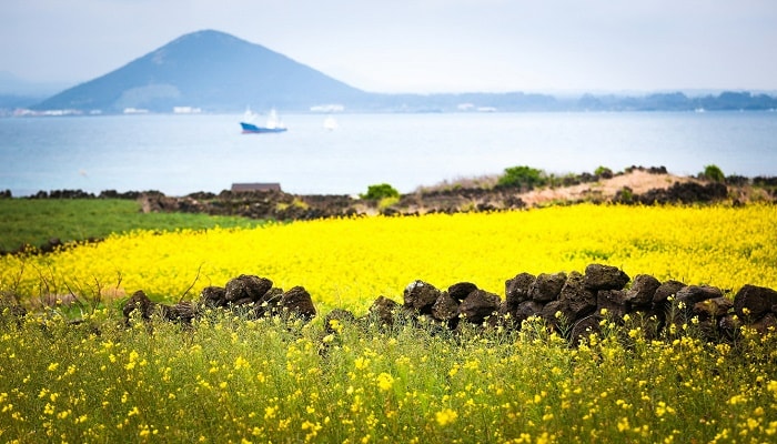 mùa-thu-trên-đảo-jeju