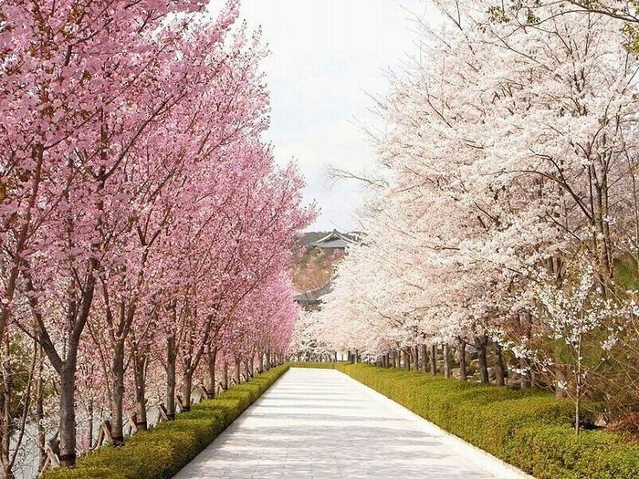 Công viên Yeouido mùa hoa anh đào Công-viên-Yeouido