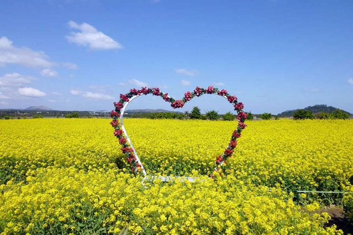 đảo jeju
