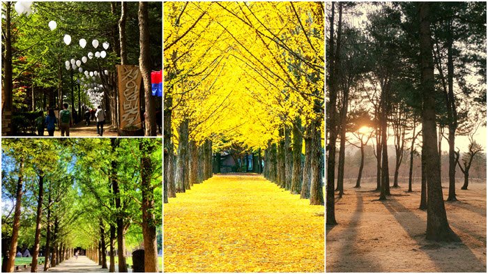 Du lịch Hàn Quốc khám phá đảo Nami