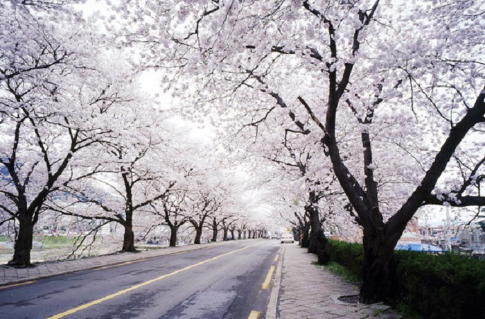 Lễ hội Hoa Anh Đào trên đảo Jeju