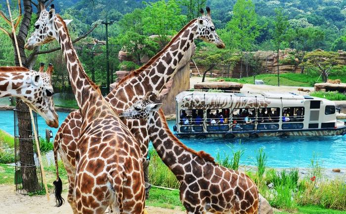 Vườn thú Safari ở Everland Safari-everland