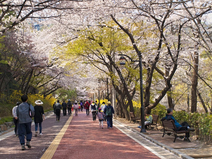 Núi Namsan vào xuân