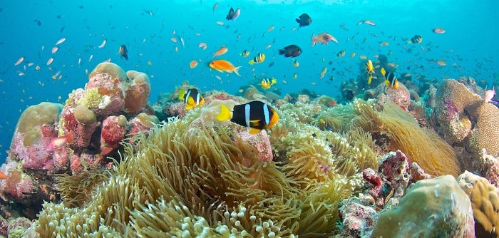 san-hô-maldives