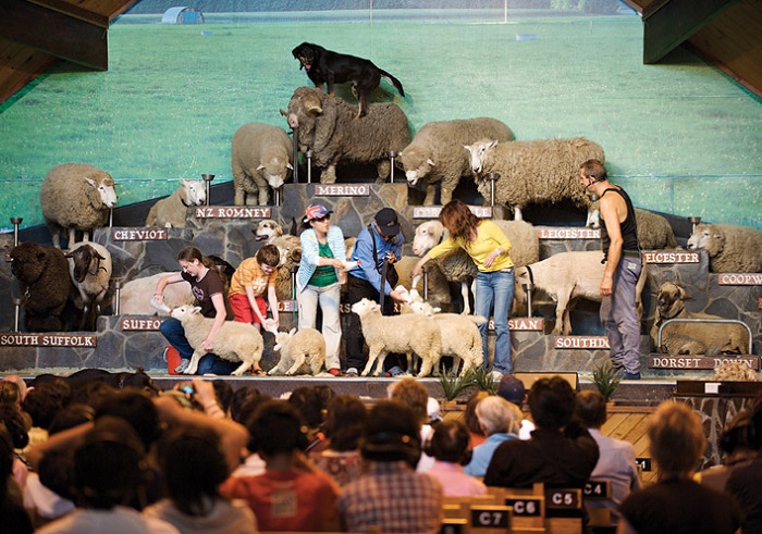 agrodome-farm