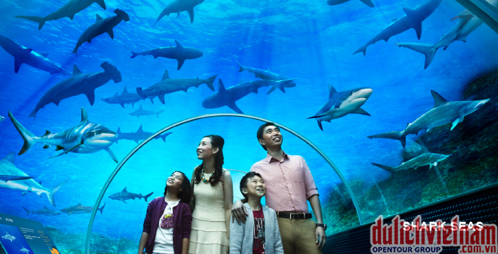 Thủy cung lớn nhất thế giới S.E.A Aquarium