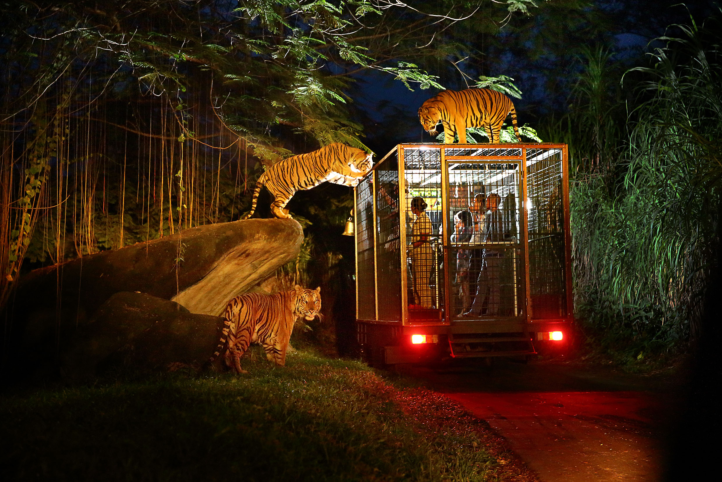 vườn thú night safari