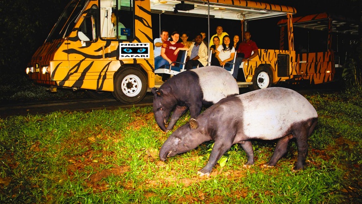 vườn thú night safari