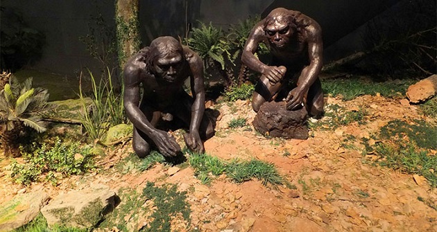 The peking man