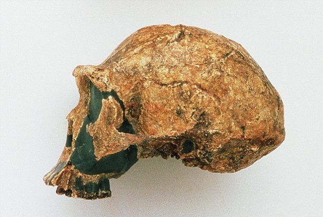 The peking man