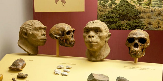 The peking man