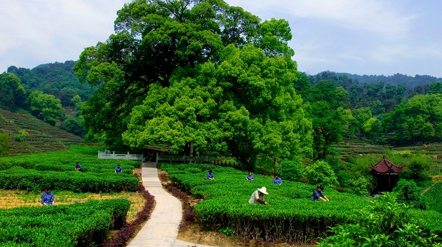 Làng chè long tĩnh