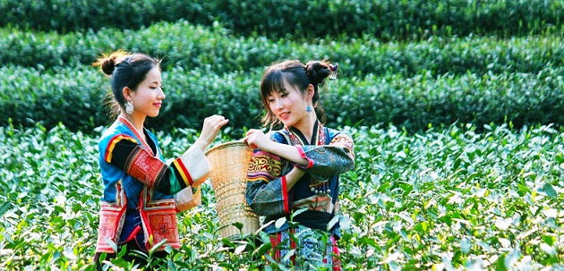 Làng chè long tĩnh