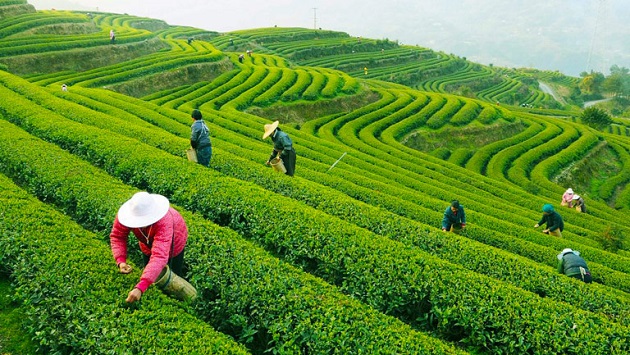 Thả hồn trong không gian trong lành của làng chè Long Tĩnh