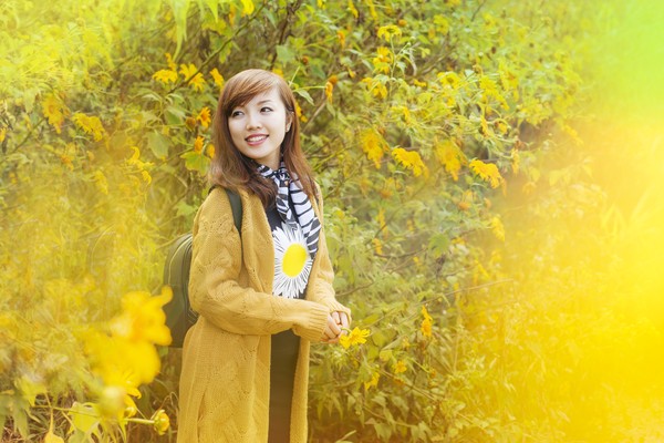 Sắc vàng dã quỳ