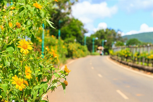 Những cung đường hoa dã quỳ