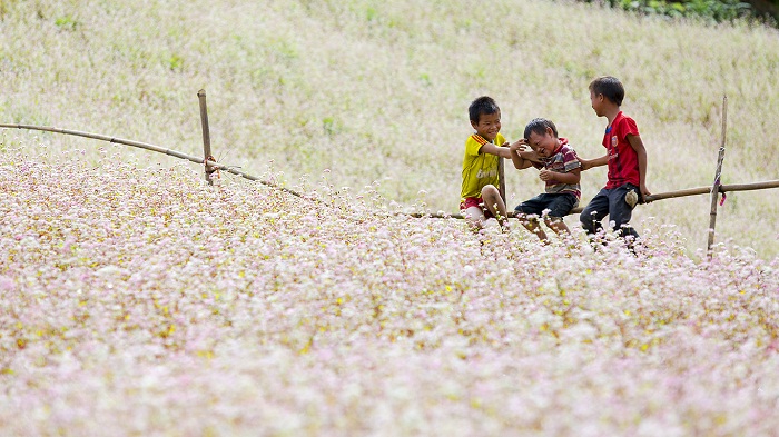 Cánh đồng hoa bạt ngàn