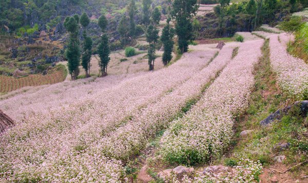 Hoa được trồng ở những thửa ruộng bậc thang Hoa được trồng ở những thửa ruộng bậc thang