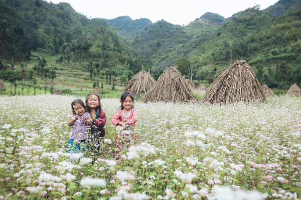 Hoa tam giác mạch đầu mùa Hoa tam giác mạch đầu mùa