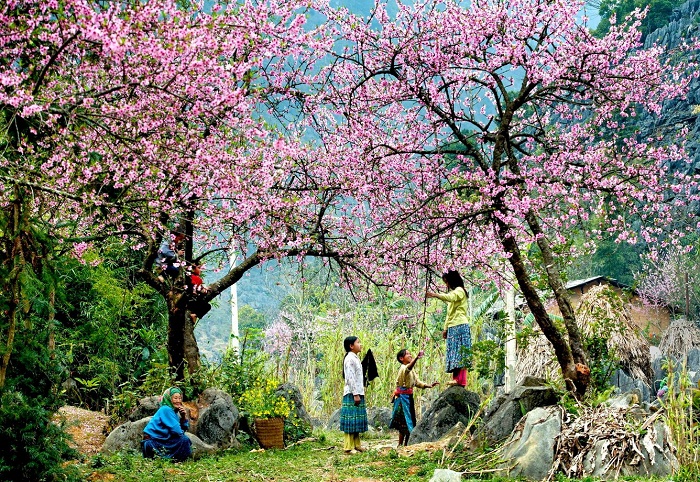Hoa đào sắc thắm nở rộ