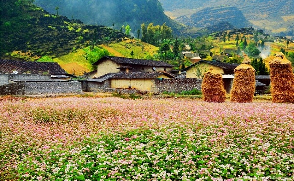 Hoa tam giác mạch nở rộ vào tháng 9, tháng 10 Hoa tam giác mạch nở rộ vào tháng 9, tháng 10