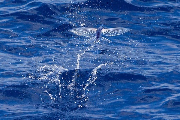 Cá chuồn bay trên mặt nước