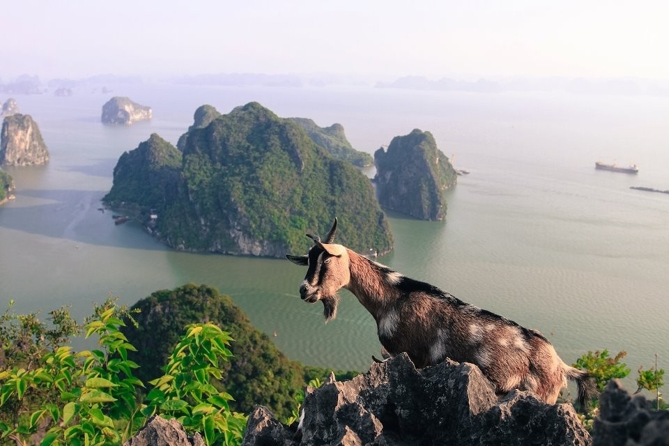 Dê núi Bài Thơ Dê núi Bài Thơ