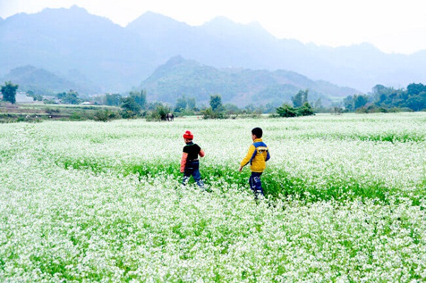 Những đứa trẻ bên đồi hoa Những đứa trẻ bên đồi hoa