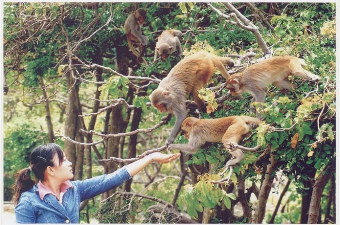 Những chú khỉ rất thân thiện với du khách Những chú khỉ rất thân thiện với du khách