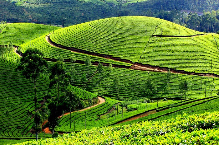Mộc Châu mộc-châu