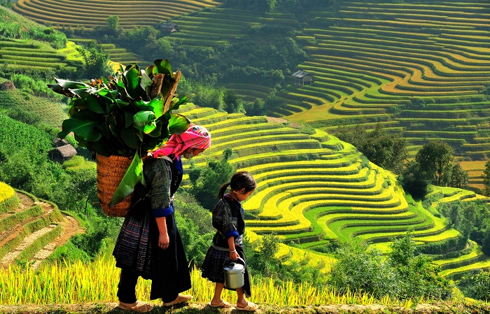 Ruộng bậc thang ở Sapa