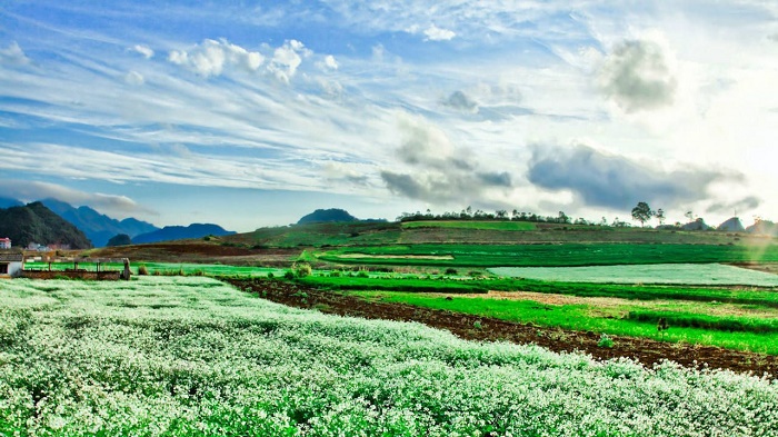 mua-hoa-cai-trang