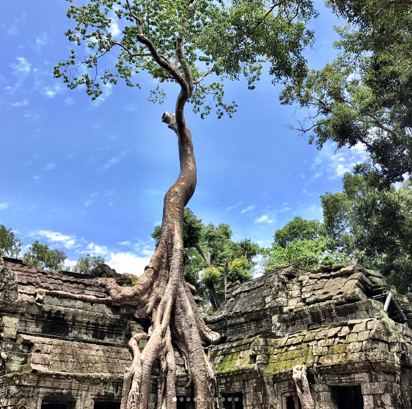 Những thân cây ôm trọn ngôi đền Những thân cây ôm trọn ngôi đền