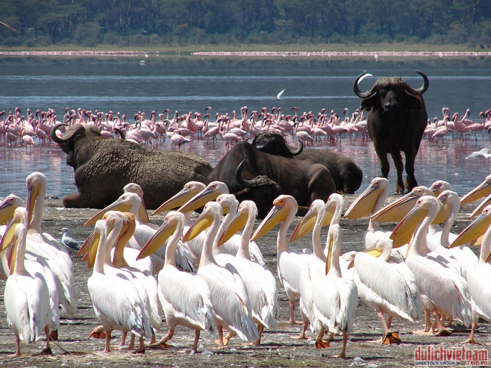 Công viên quốc gia hồ Nakuru