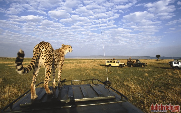 Khu bảo tồn thiên nhiên hoang dã Masai Mara